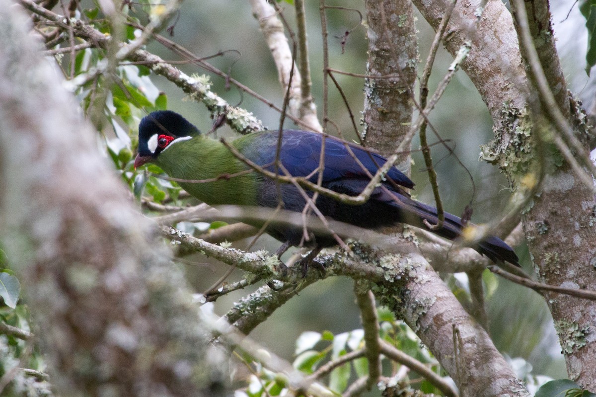 Turaco de Hartlaub - ML90544511