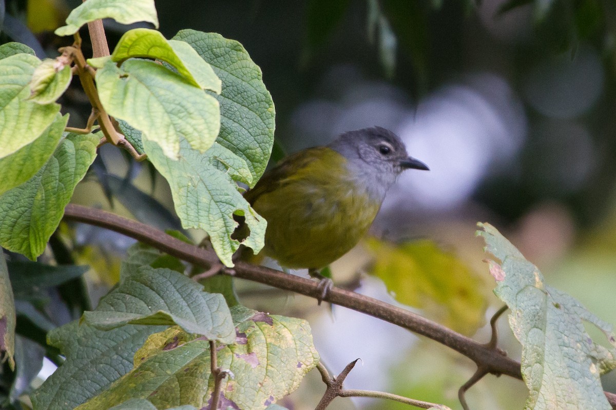 Eastern Mountain Greenbul - ML90544531