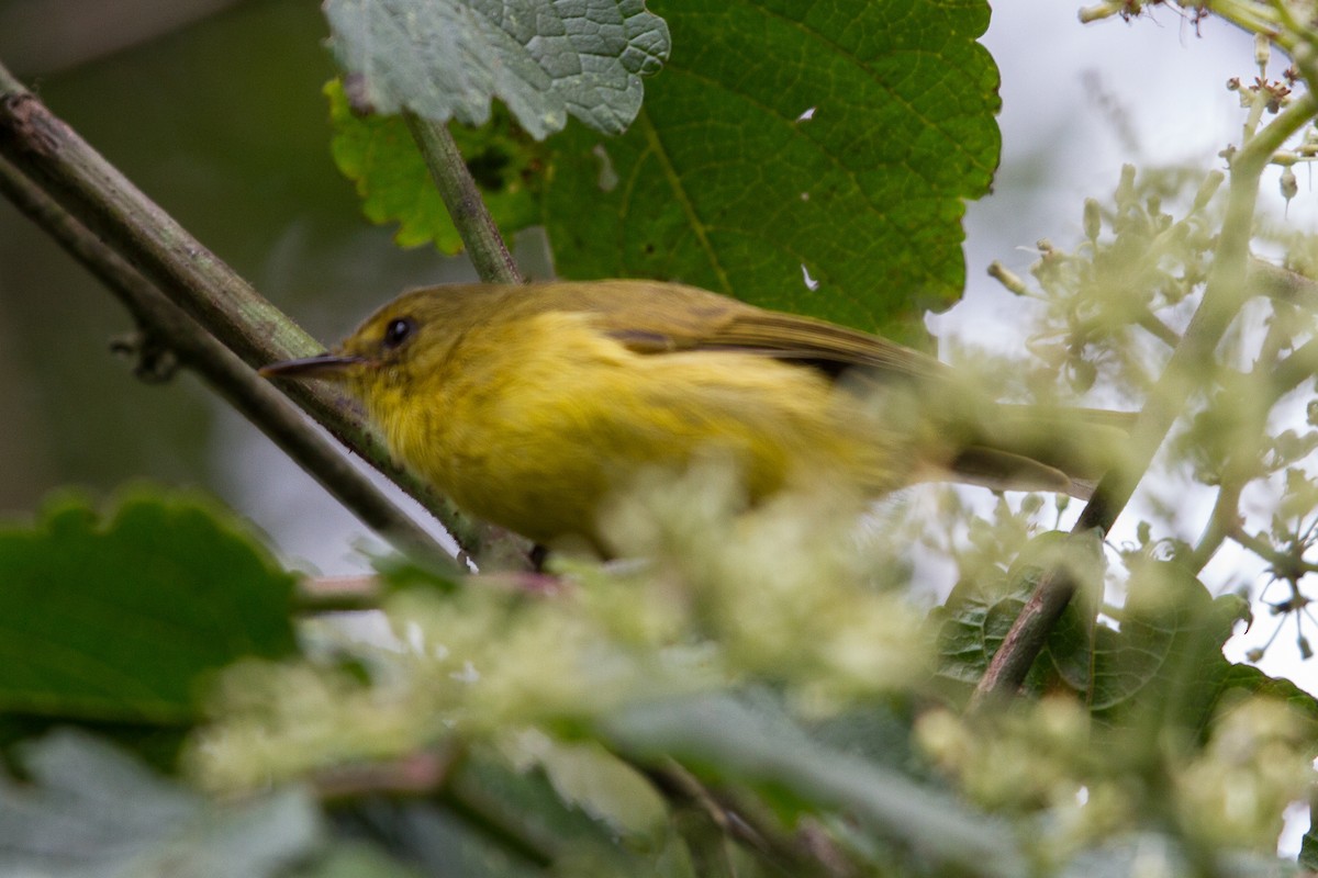 Mountain Yellow-Warbler - ML90544551