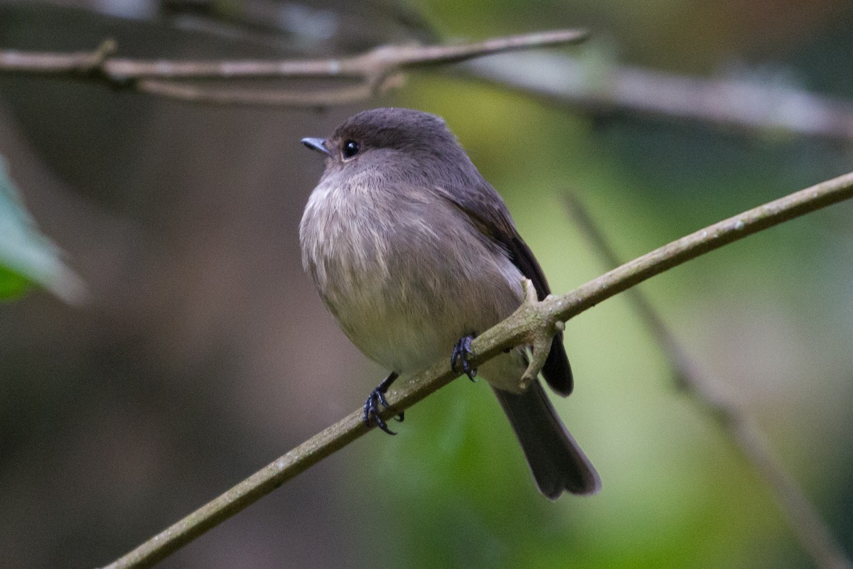 African Dusky Flycatcher - ML90544791