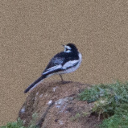 African Pied Wagtail - Brad Dawson