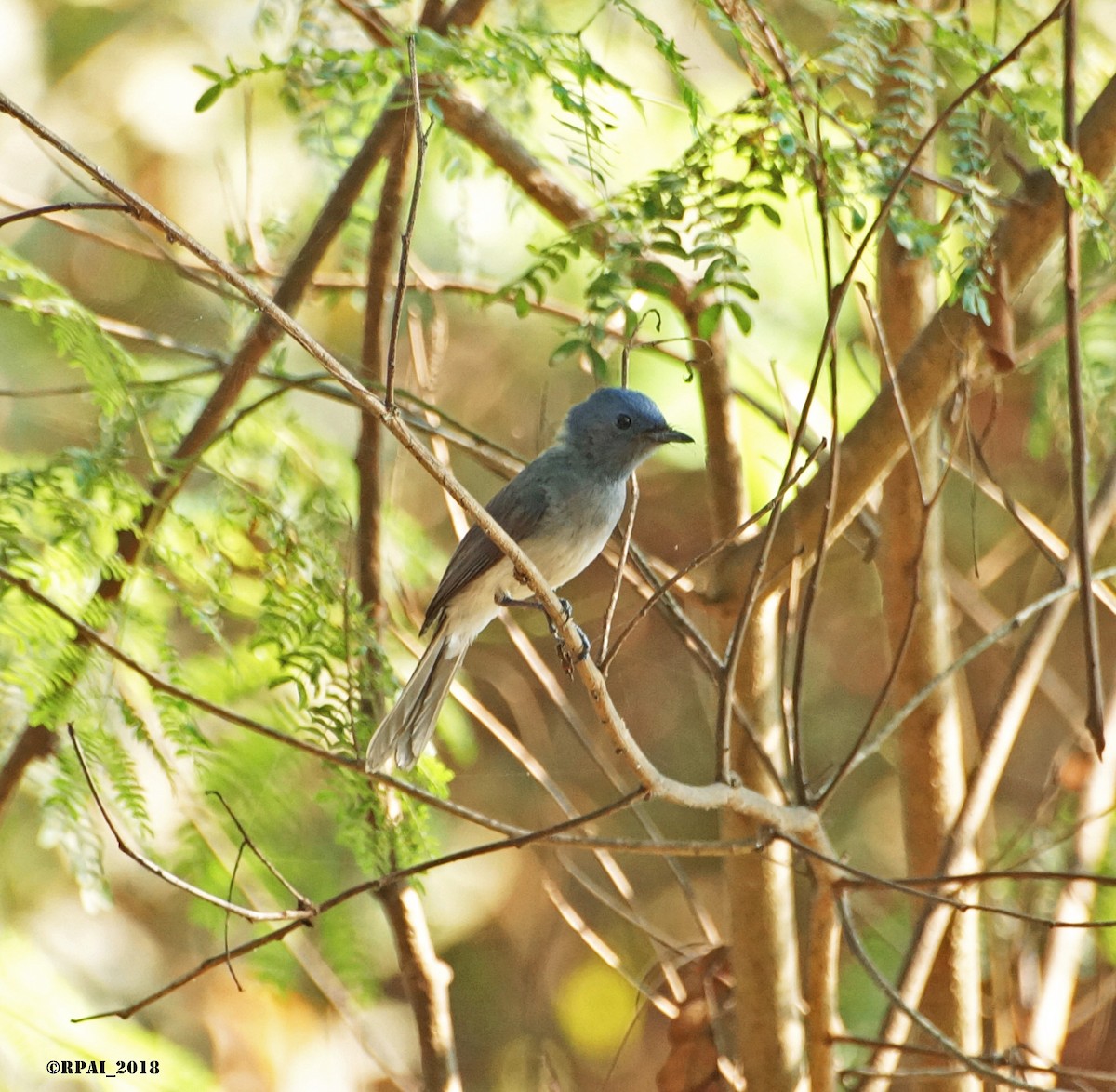 Black-naped Monarch - ML90544891