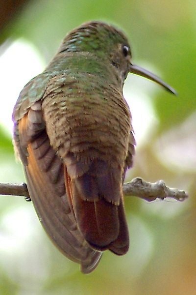 Berylline Hummingbird - ML90545461