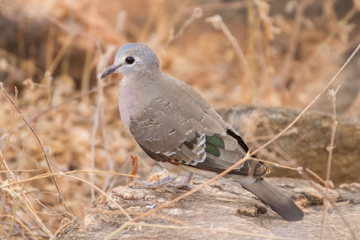 Emerald-spotted Wood-Dove - ML90545791
