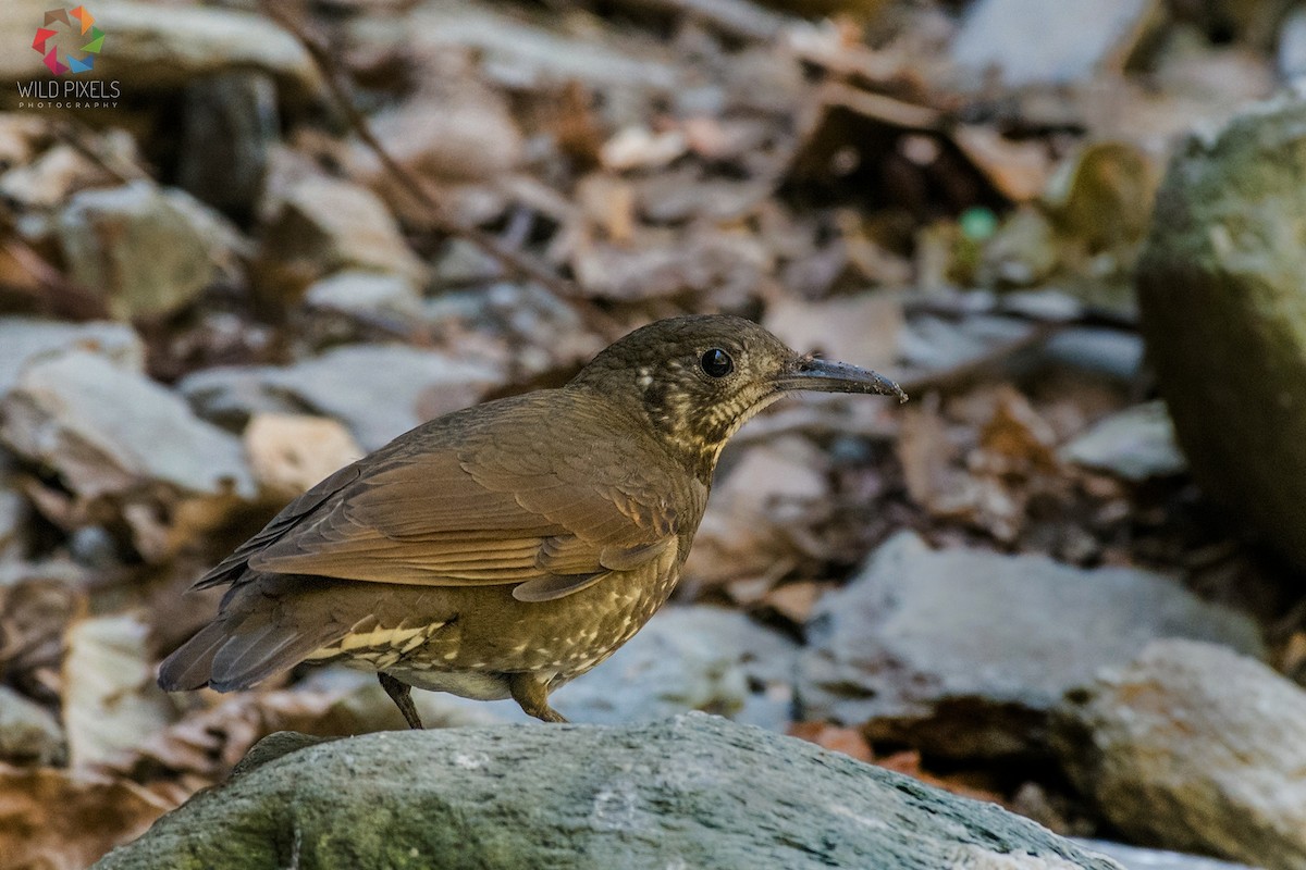Dark-sided Thrush - Prashant Kumar