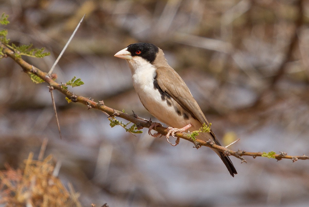 Black-capped Social-Weaver - Brad Dawson