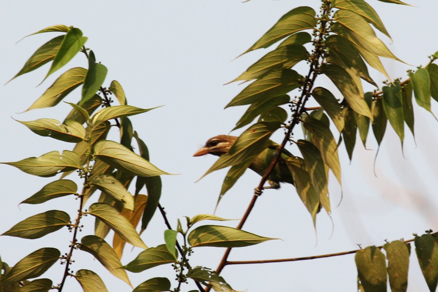 White-cheeked Barbet - ML90546201