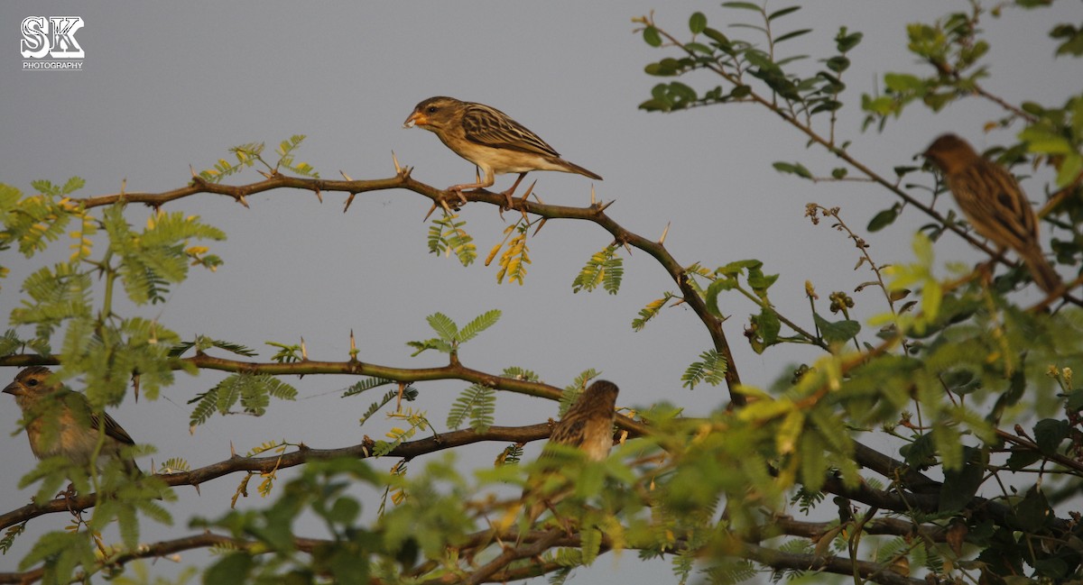 Baya Weaver - ML90546411