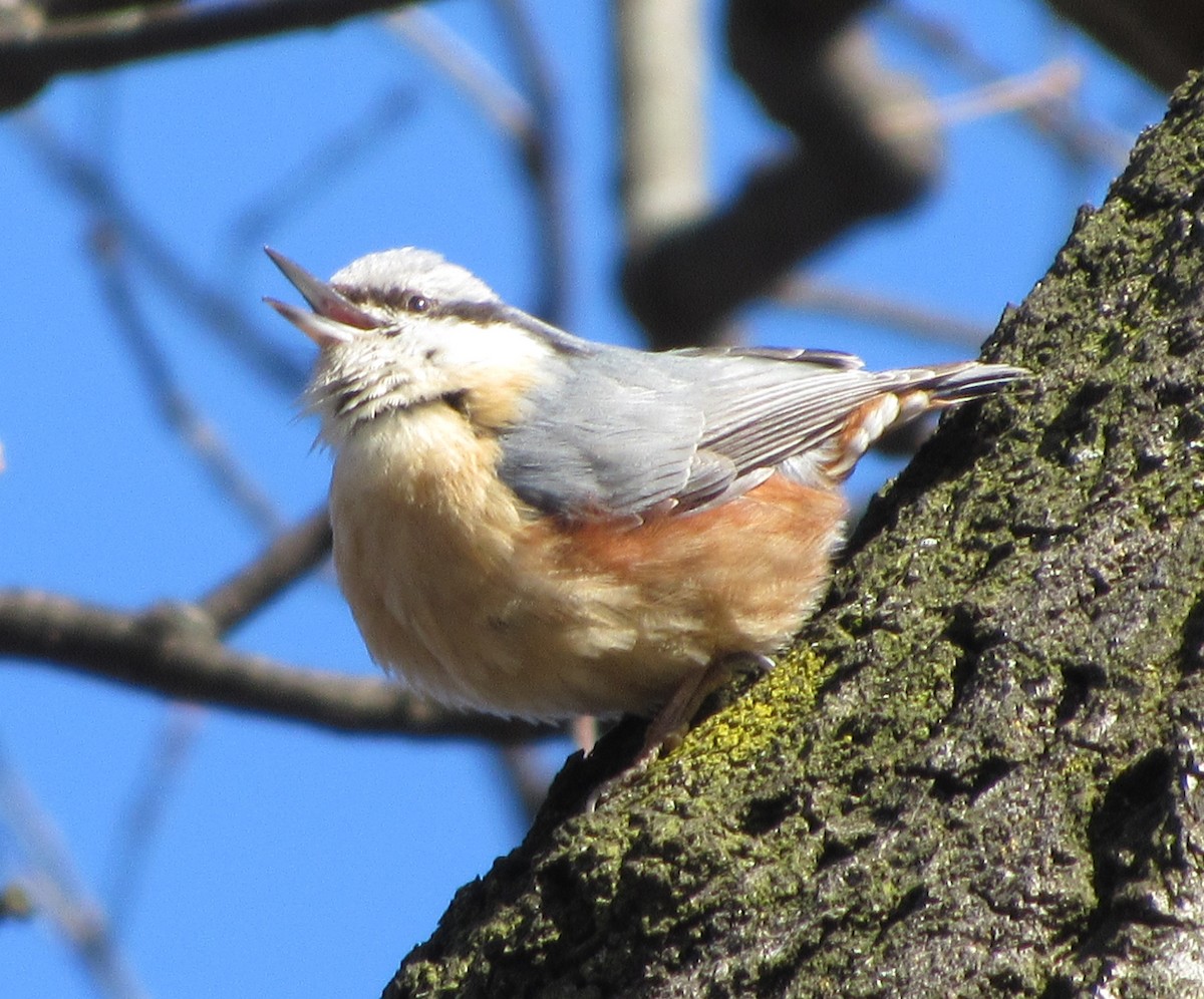 Eurasian Nuthatch - ML90548301