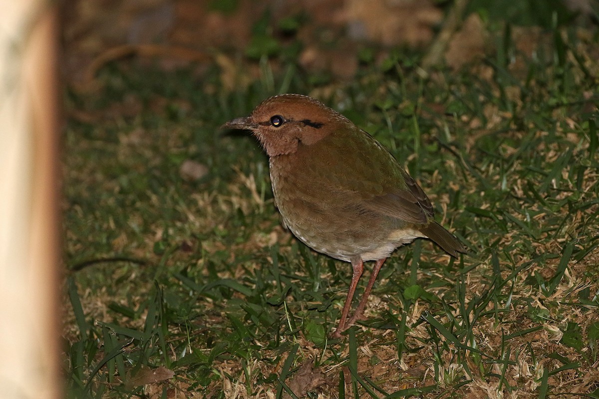 Rusty-naped Pitta - Charley Hesse TROPICAL BIRDING