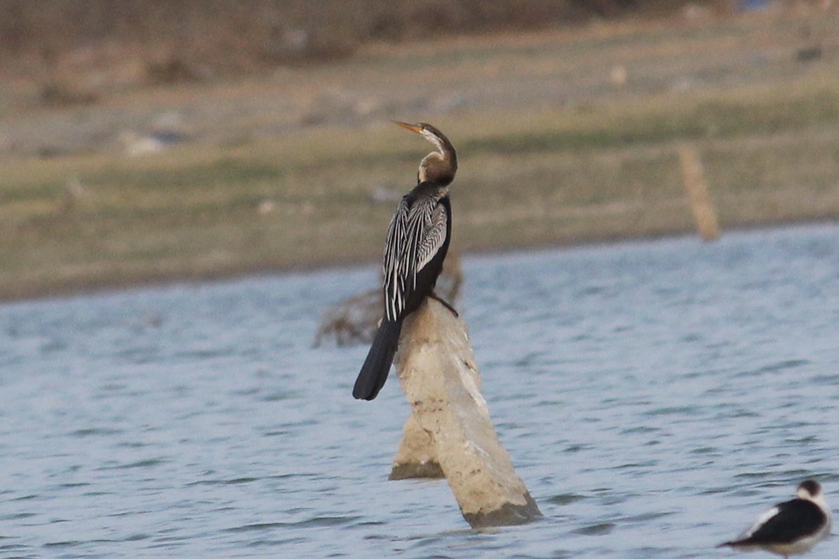 Oriental Darter - Sourav Das