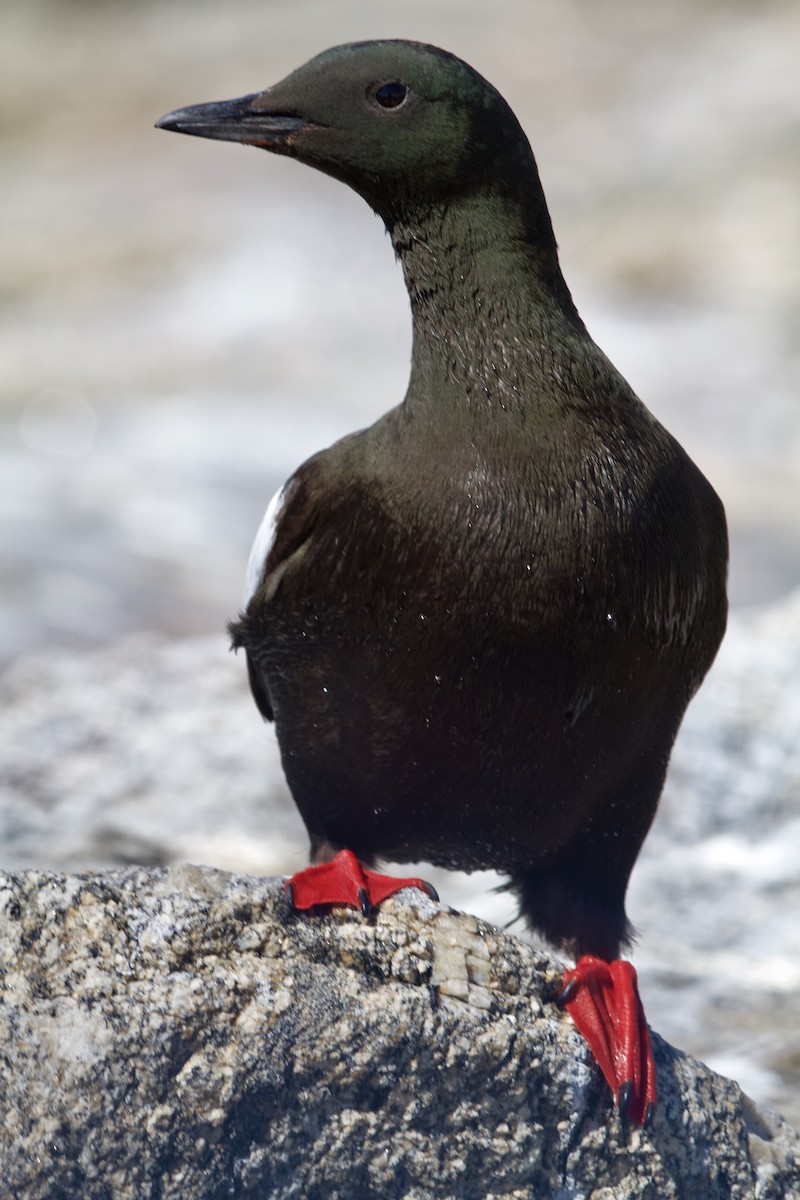 Black Guillemot - ML90551471