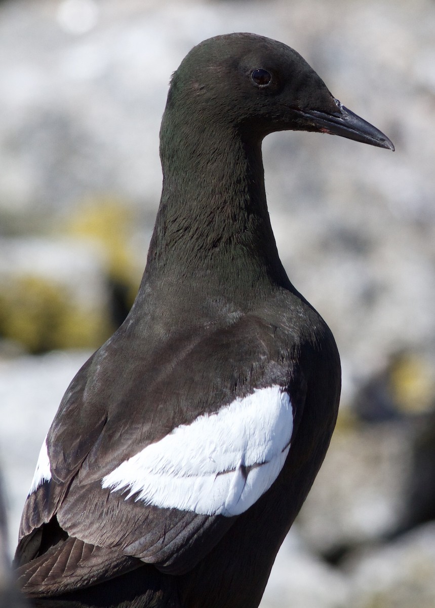 Black Guillemot - ML90551521