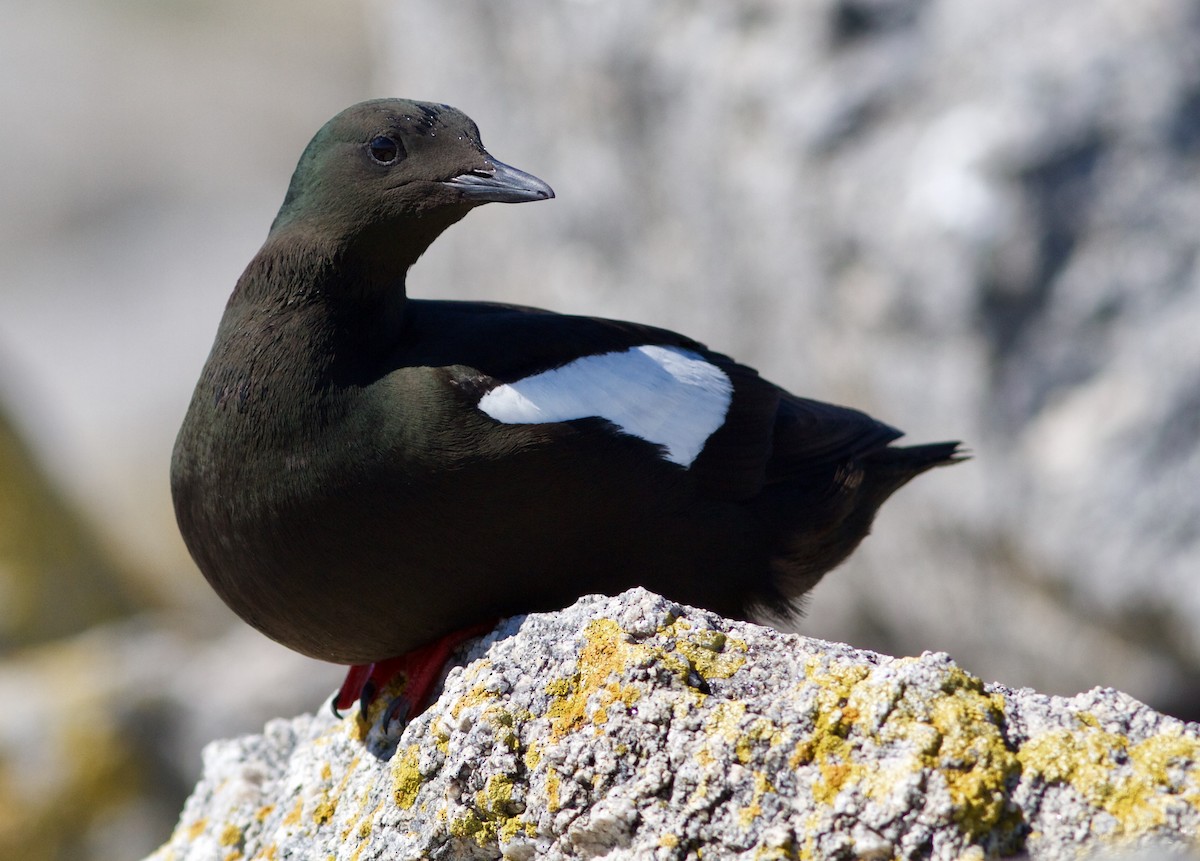 Black Guillemot - ML90551531