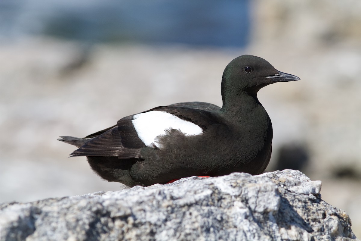 Black Guillemot - ML90551551