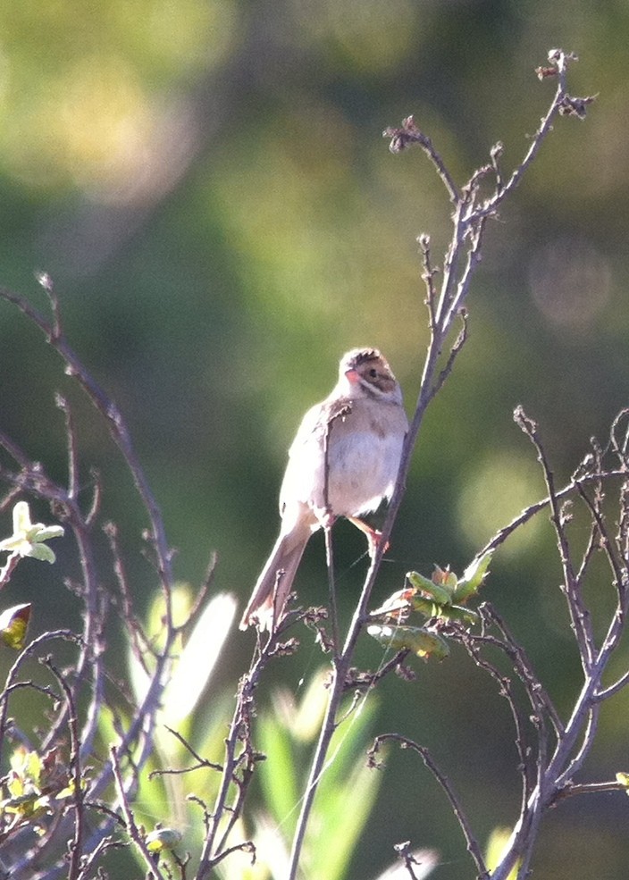 Clay-colored Sparrow - ML90551661