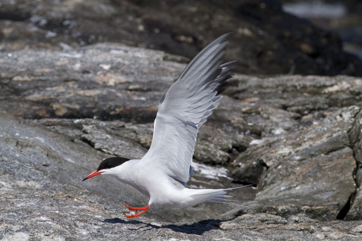 Common Tern - ML90551961