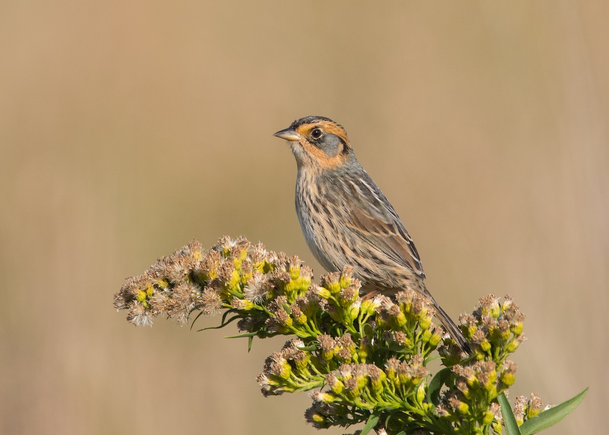 Saltmarsh Sparrow - Derek Rogers