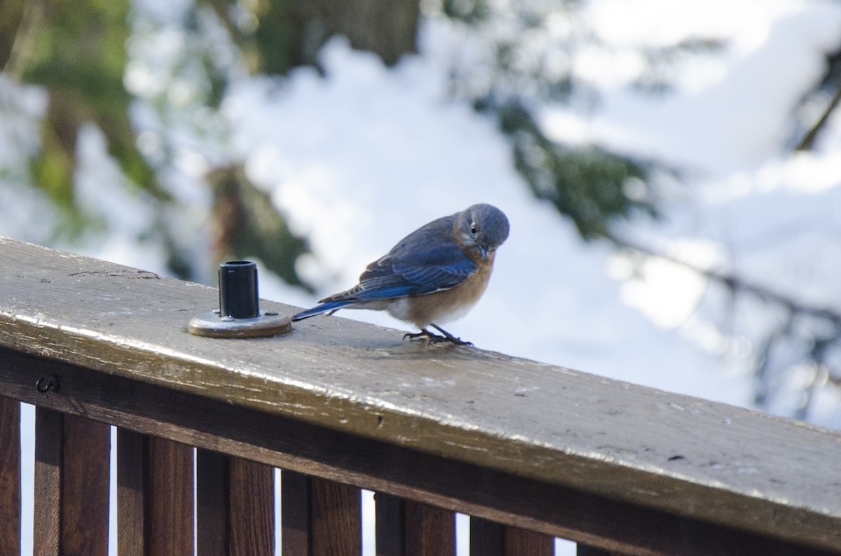 Eastern Bluebird - ML90556141