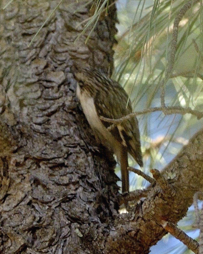 Brown Creeper - ML90556571