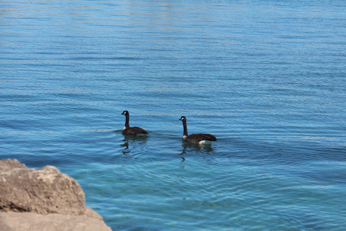 Canada Goose - ML90557531