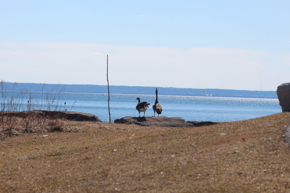 Canada Goose - ML90557541