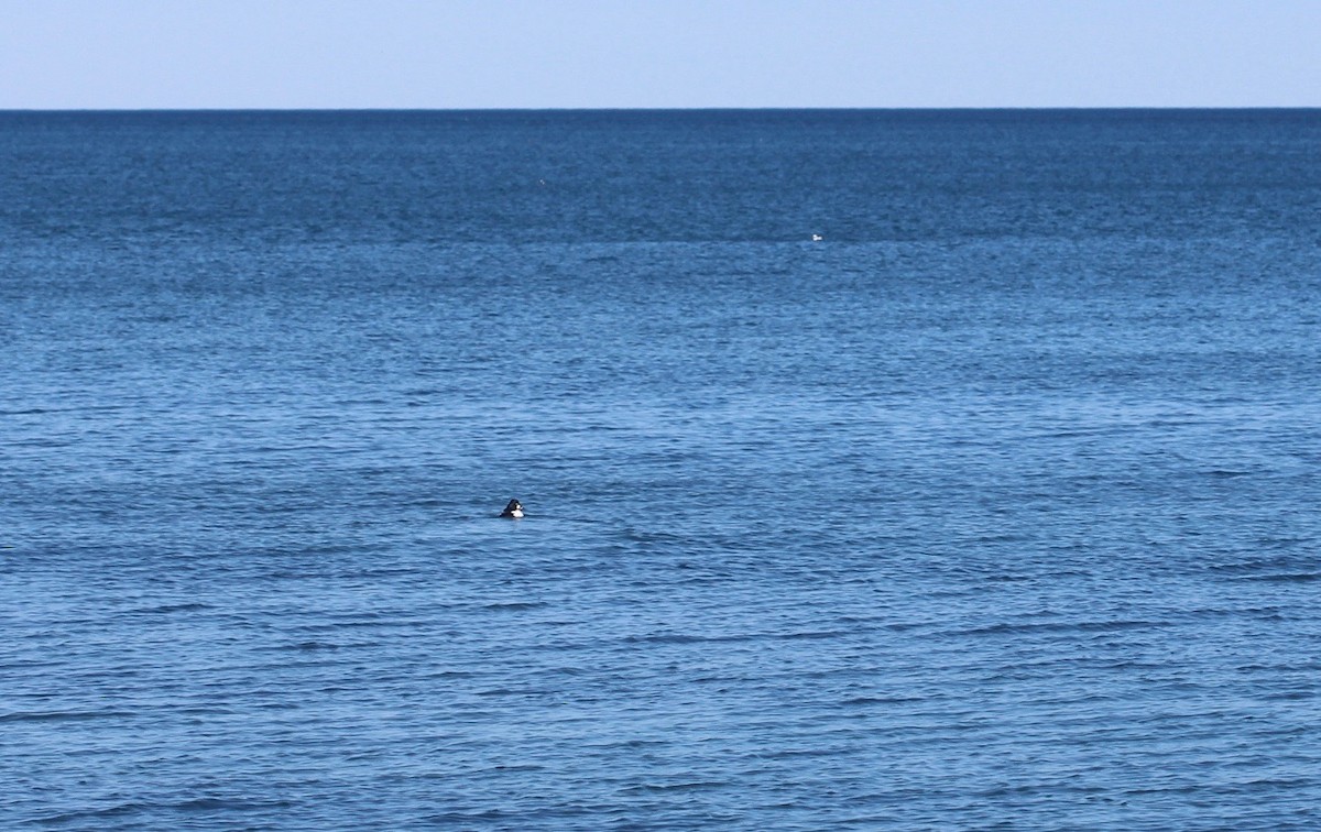 Common Goldeneye - ML90557671