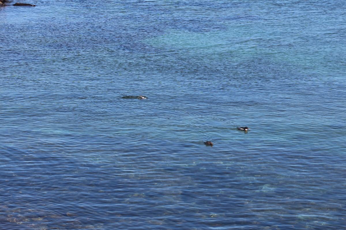 Red-breasted Merganser - ML90557731