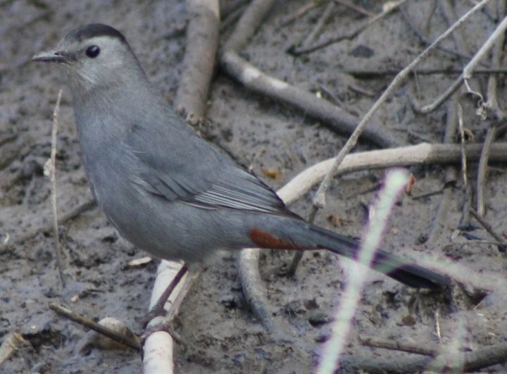 Pájaro Gato Gris - ML90557791