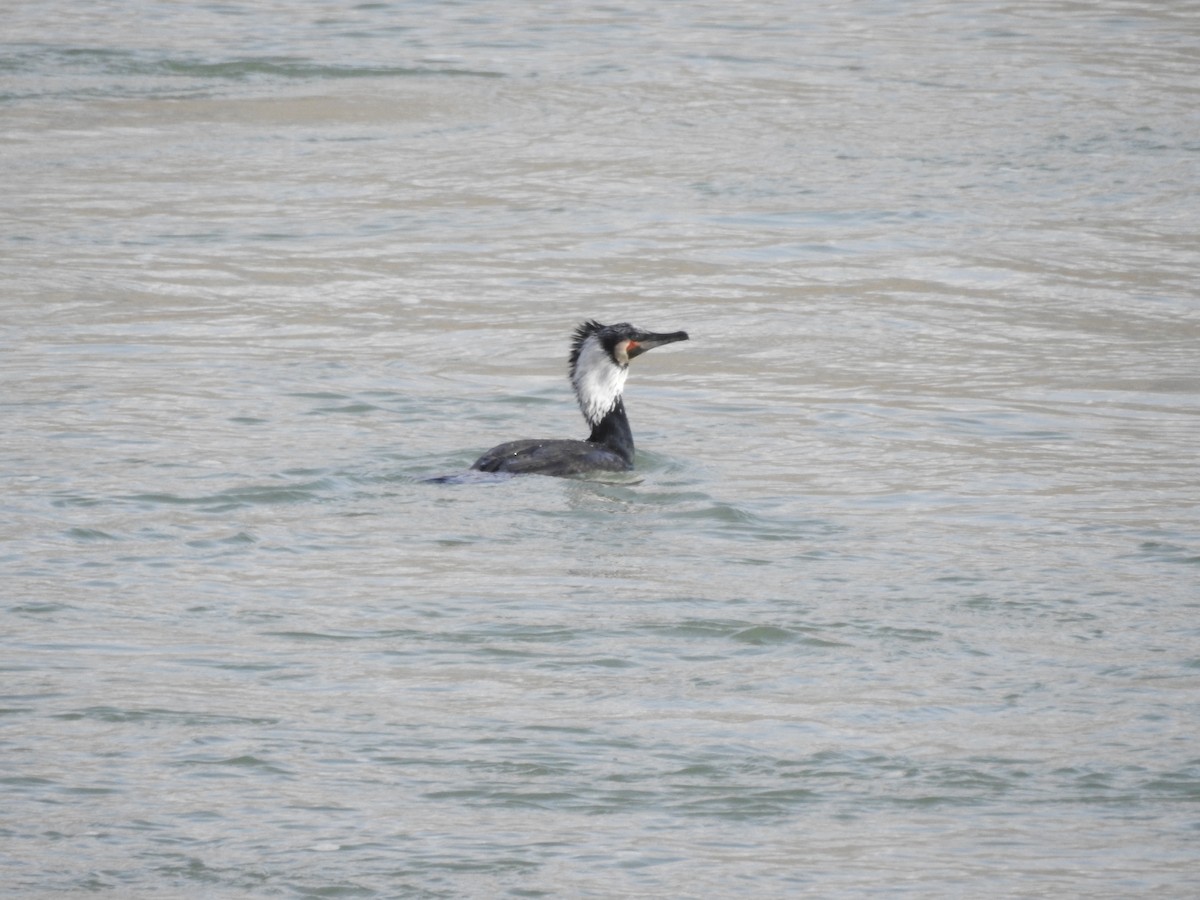 Great Cormorant - ML90557911