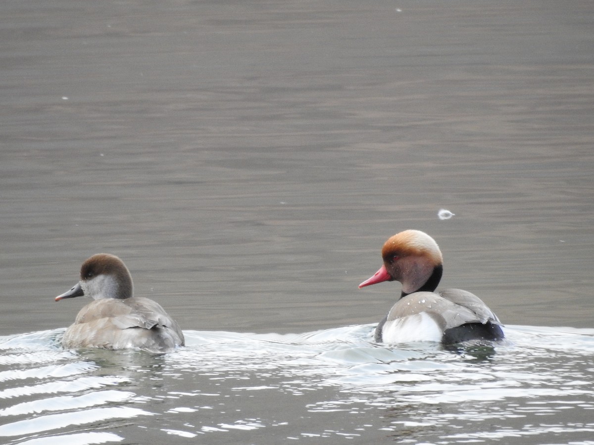 Red-crested Pochard - ML90557921