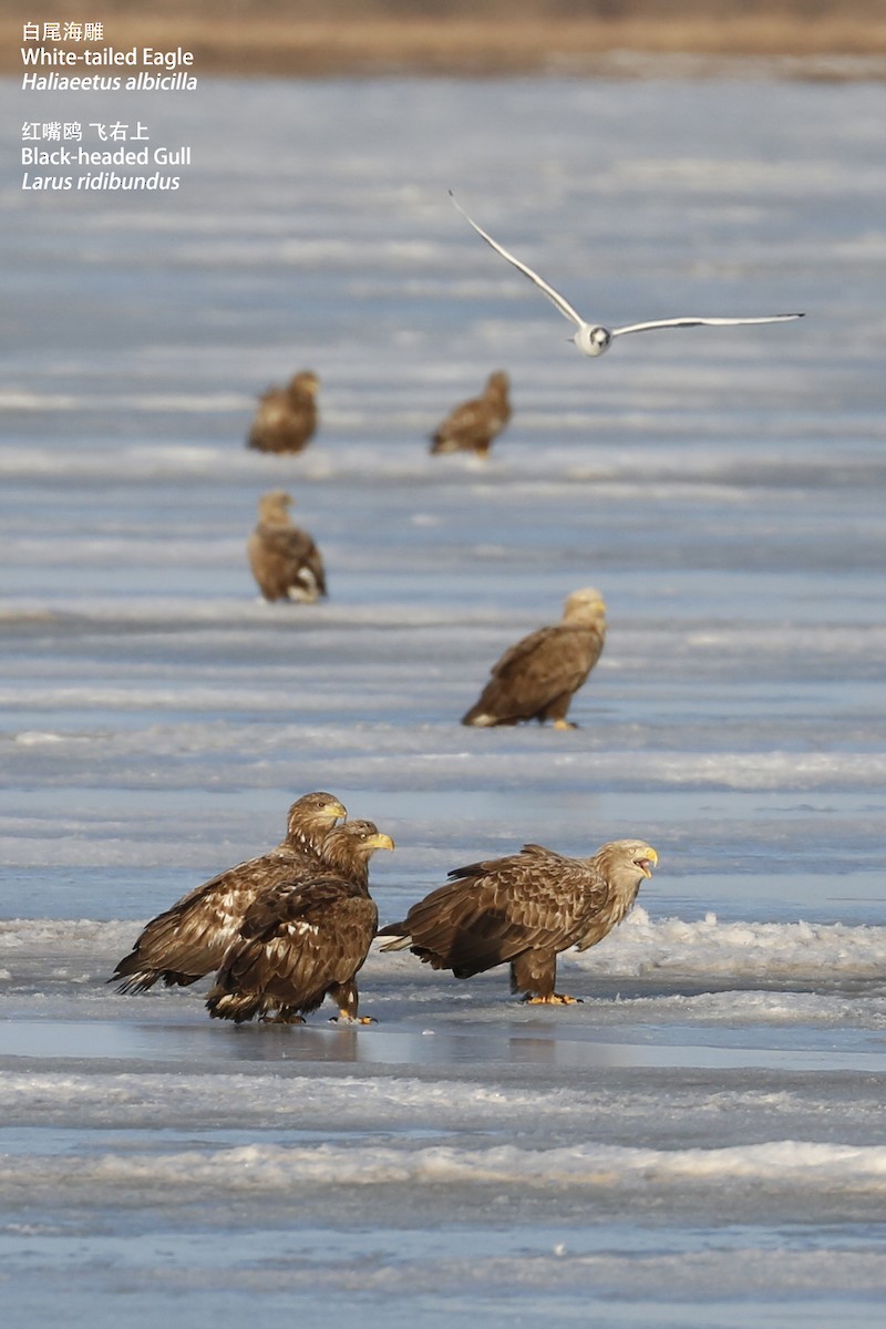 White-tailed Eagle - Zhen niu