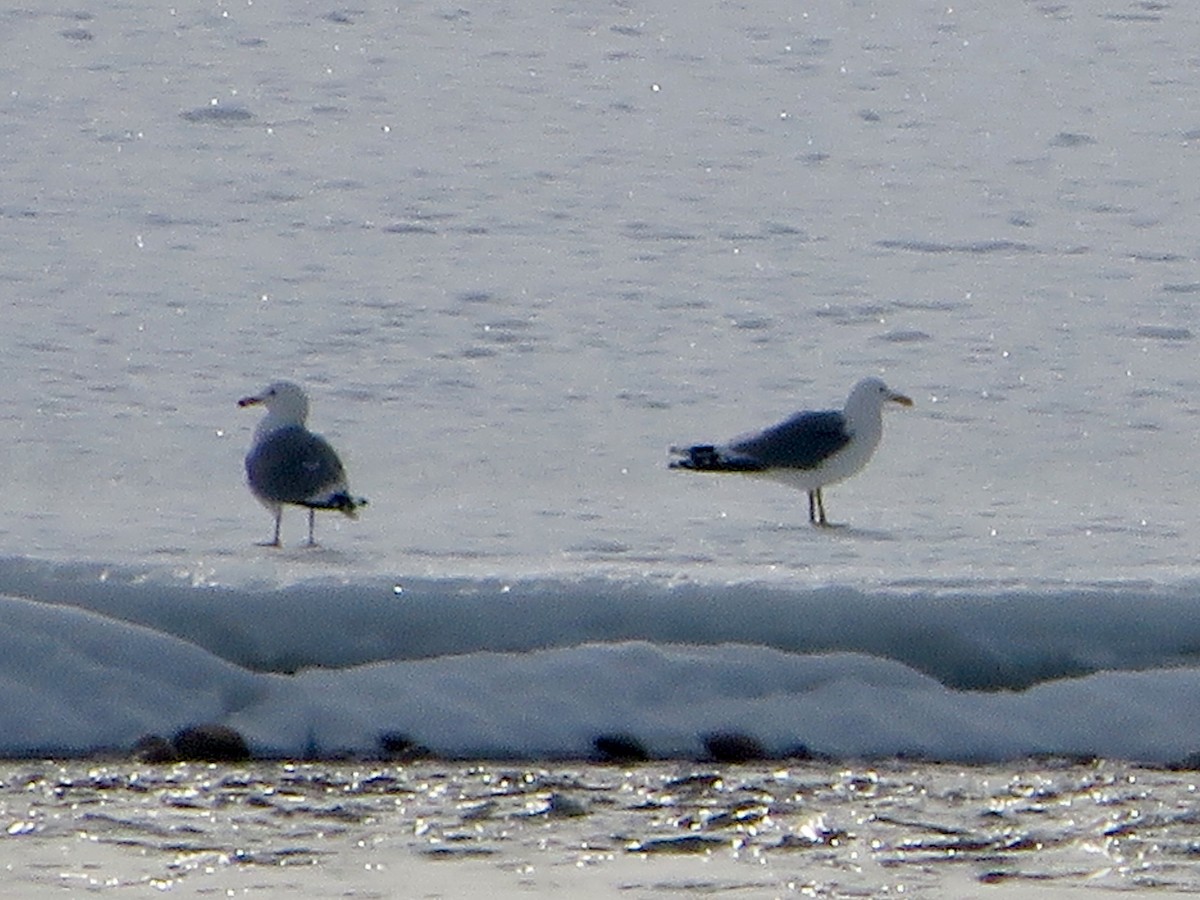 Herring Gull - ML90559451