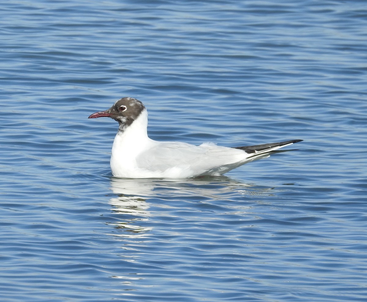 Black-headed Gull - Mario Navarro Gomis