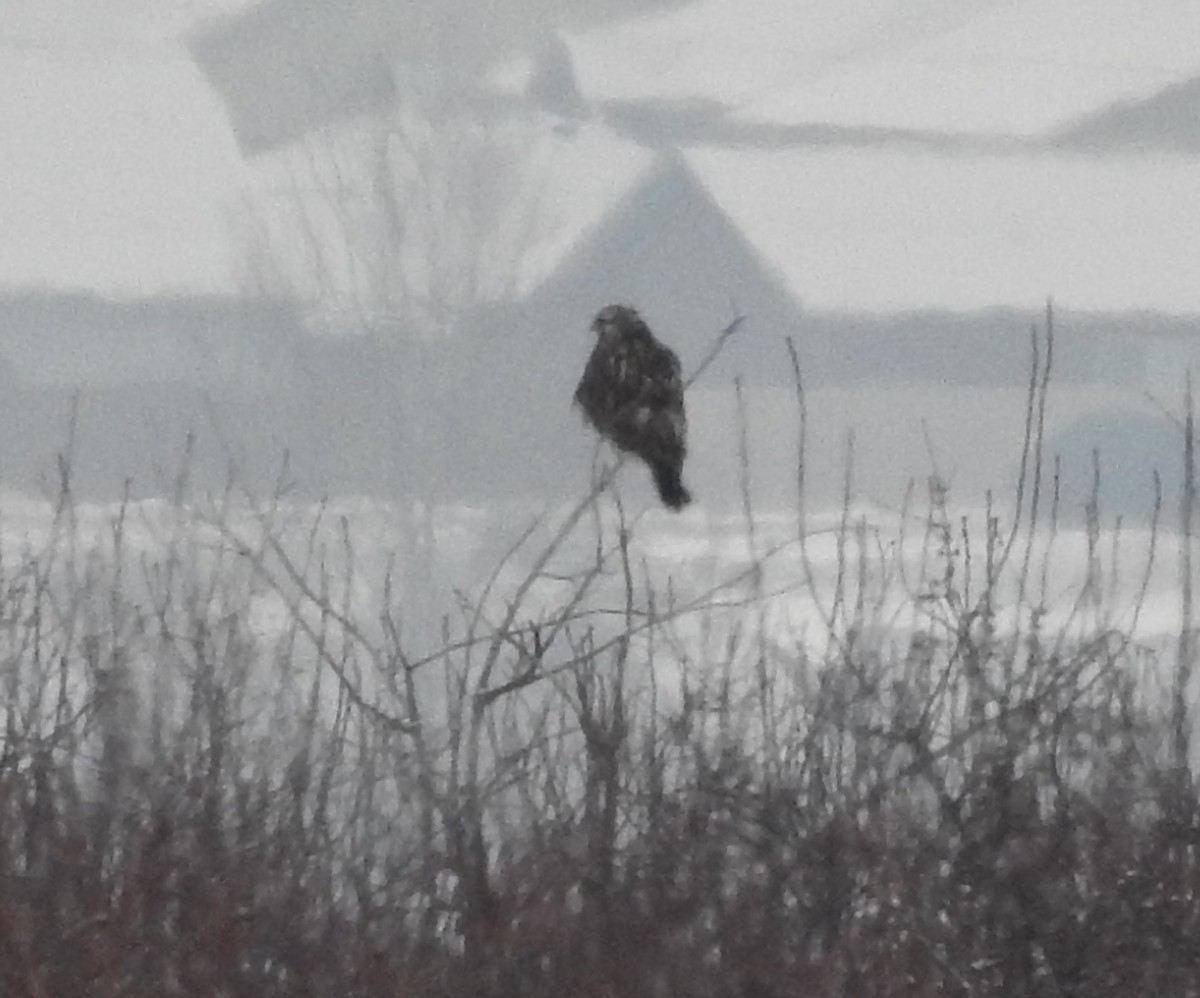 Rough-legged Hawk - ML90561041