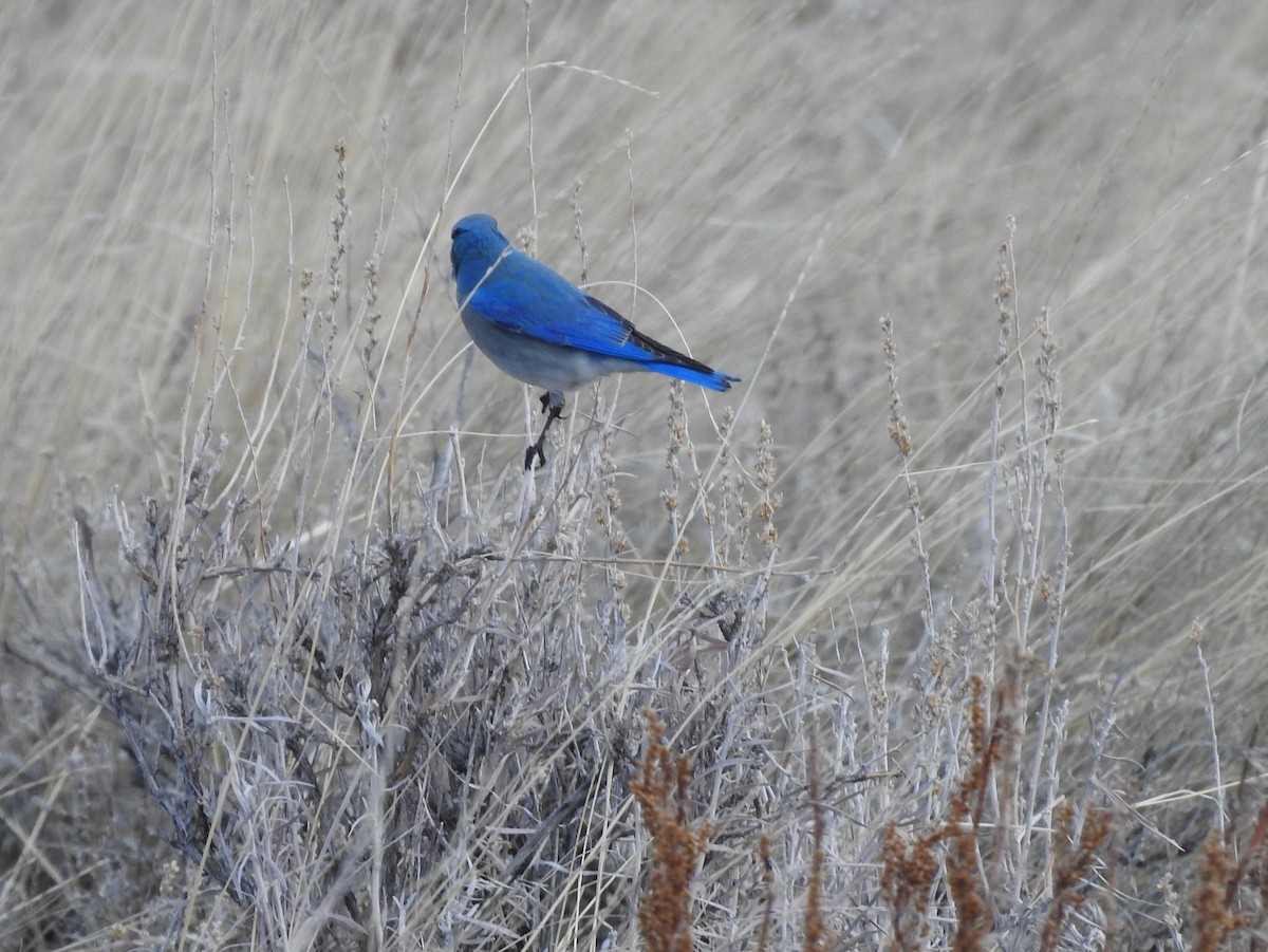 Mountain Bluebird - ML90561091