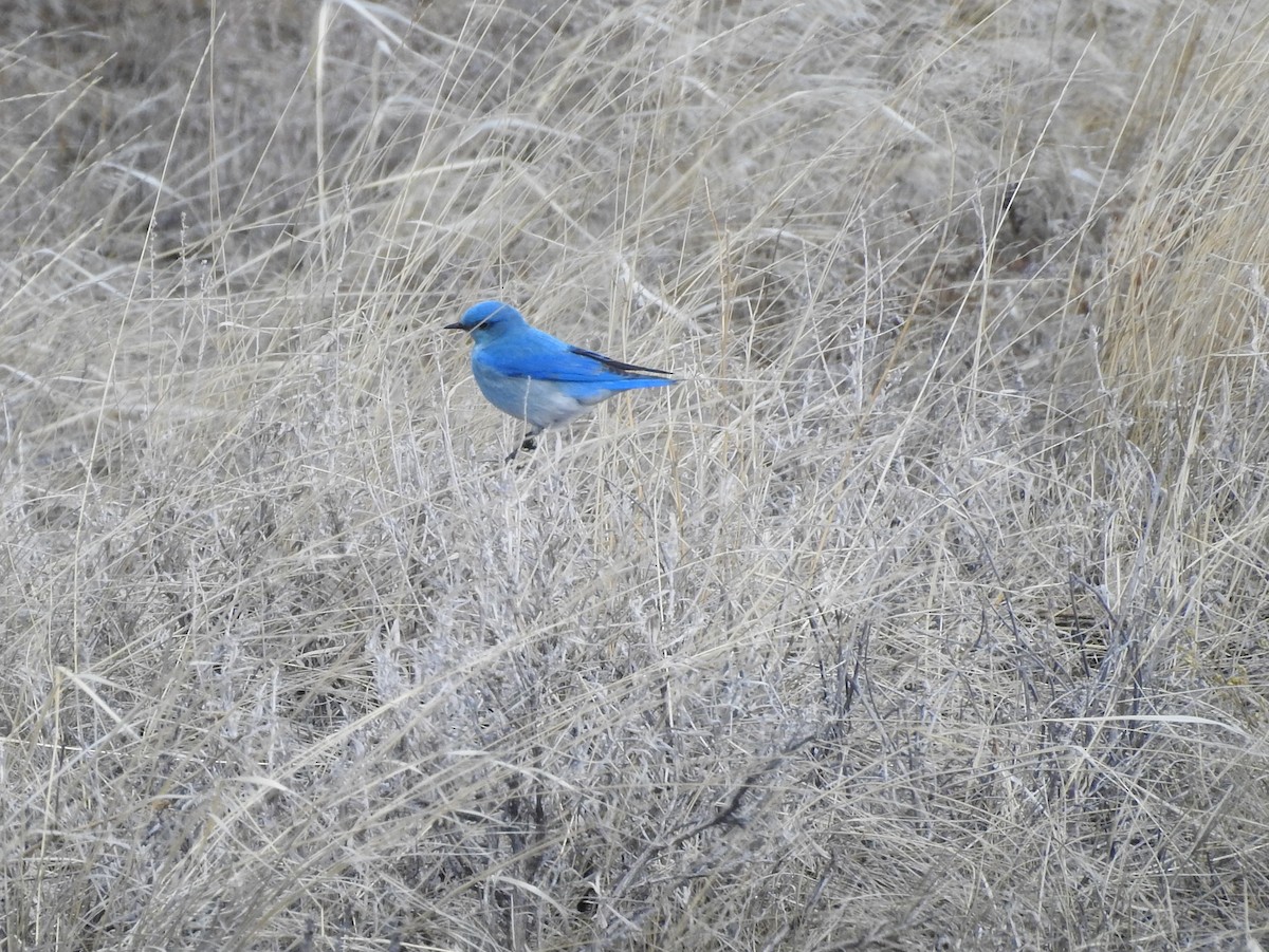 Mountain Bluebird - ML90561151