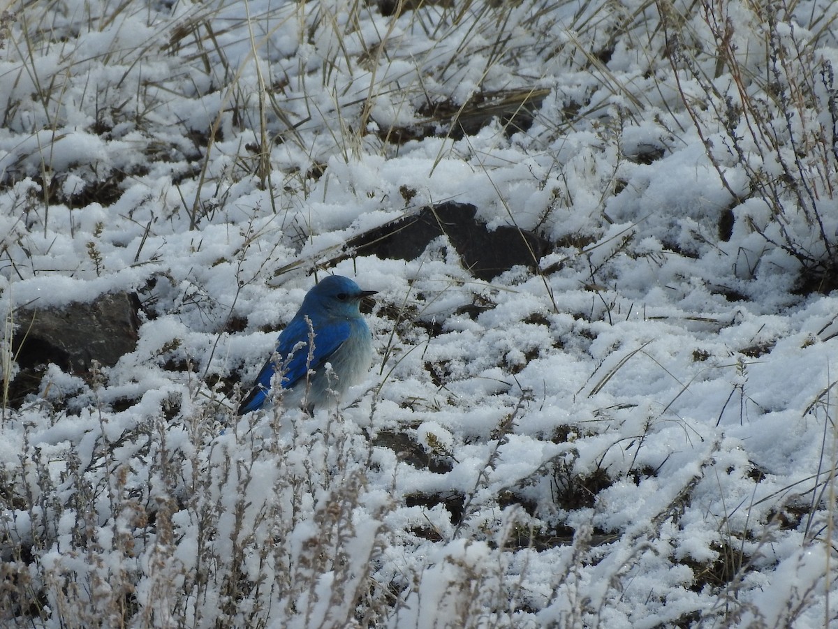 Mountain Bluebird - ML90561271