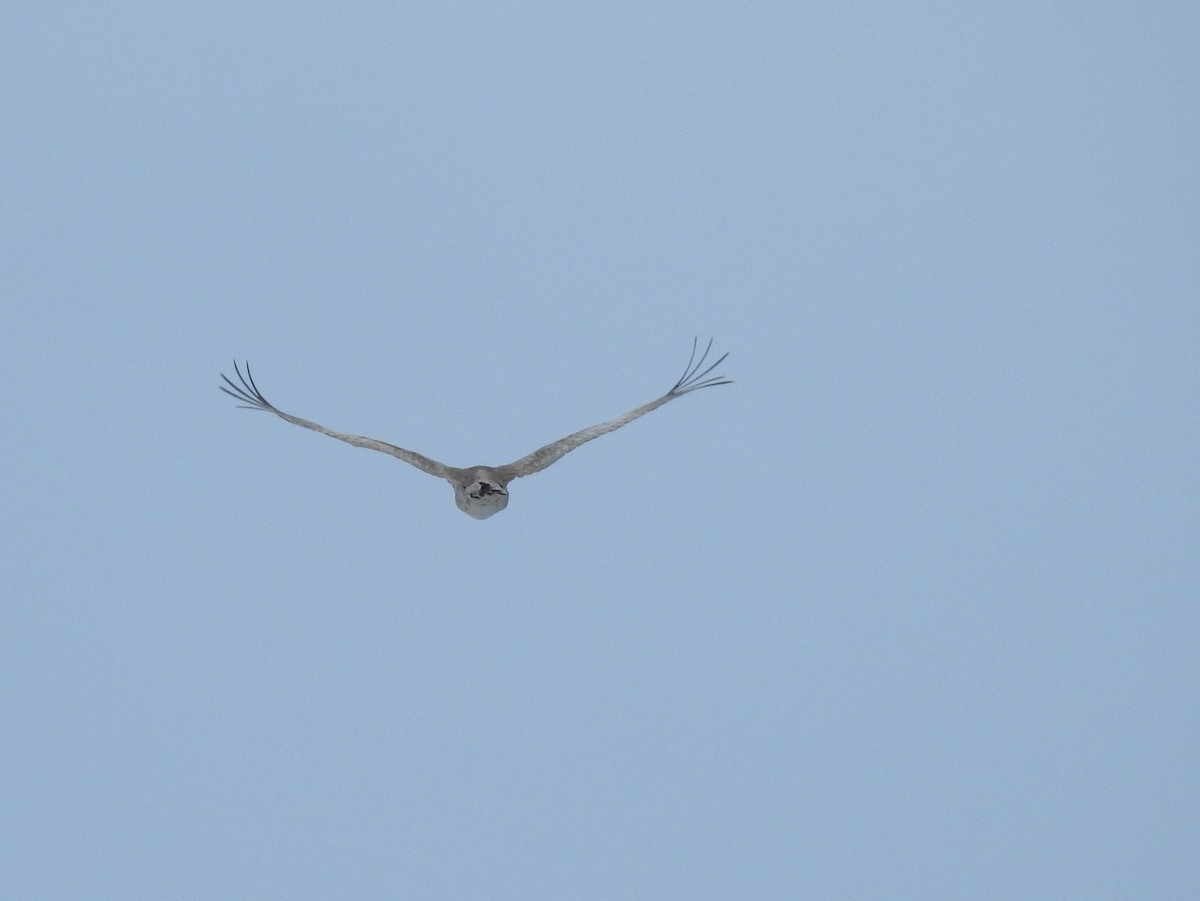 Sandhill Crane - ML90561321