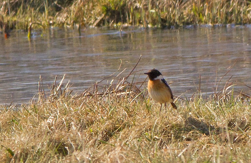 European Stonechat - ML90561441