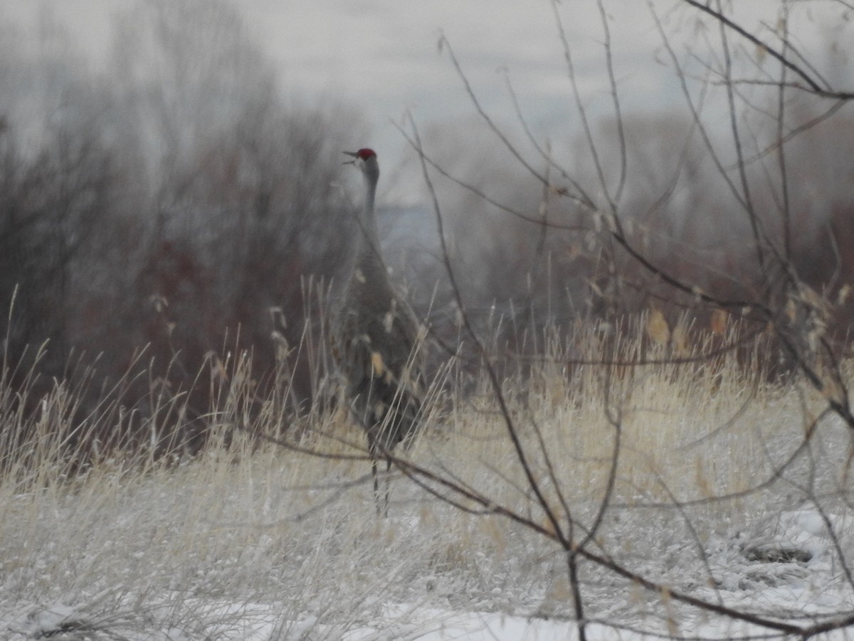 Sandhill Crane - ML90561471