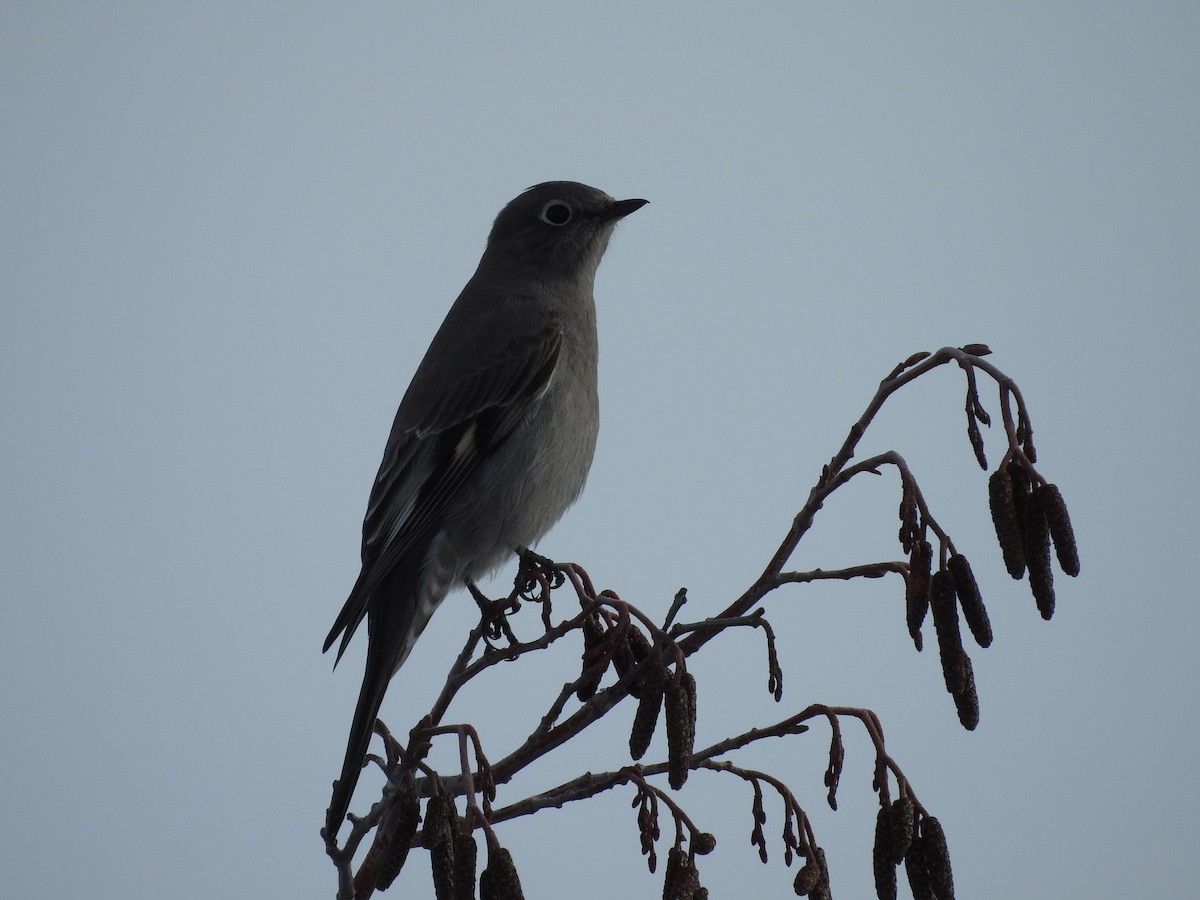 Townsend's Solitaire - ML90561621