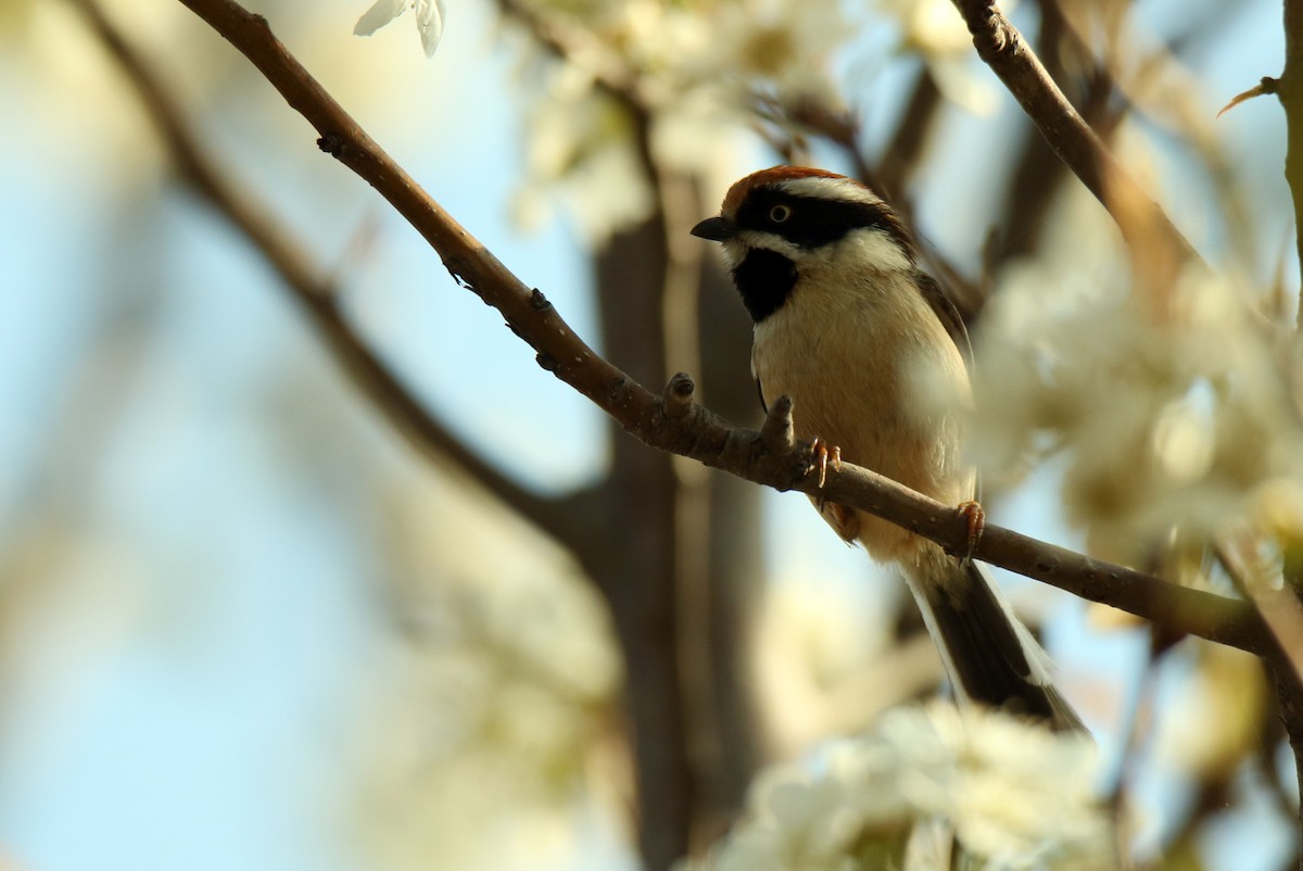 Black-throated Tit - ML90561751