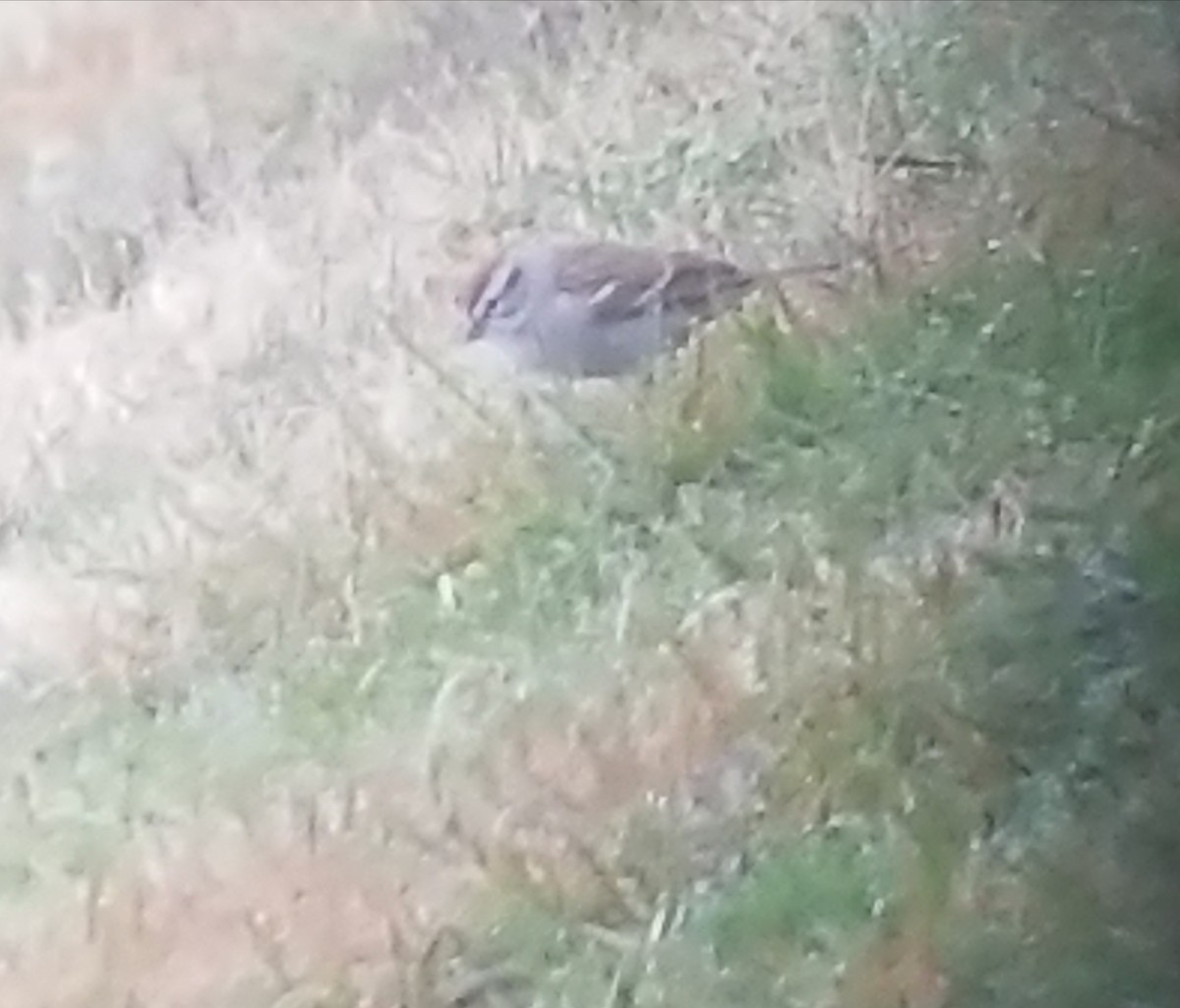 Chipping Sparrow - ML90561891
