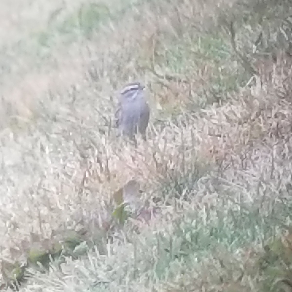 Chipping Sparrow - ML90561921