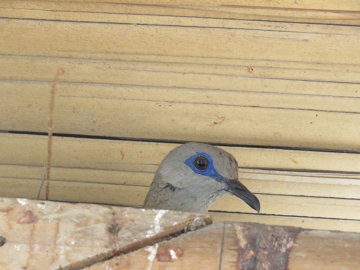 West Peruvian Dove - ML90564511