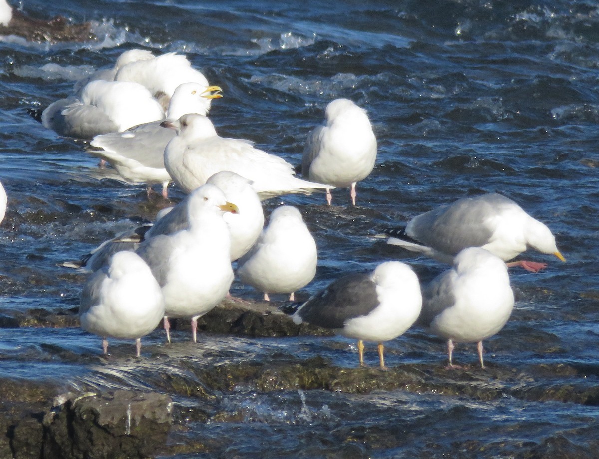 Iceland Gull - ML90564921