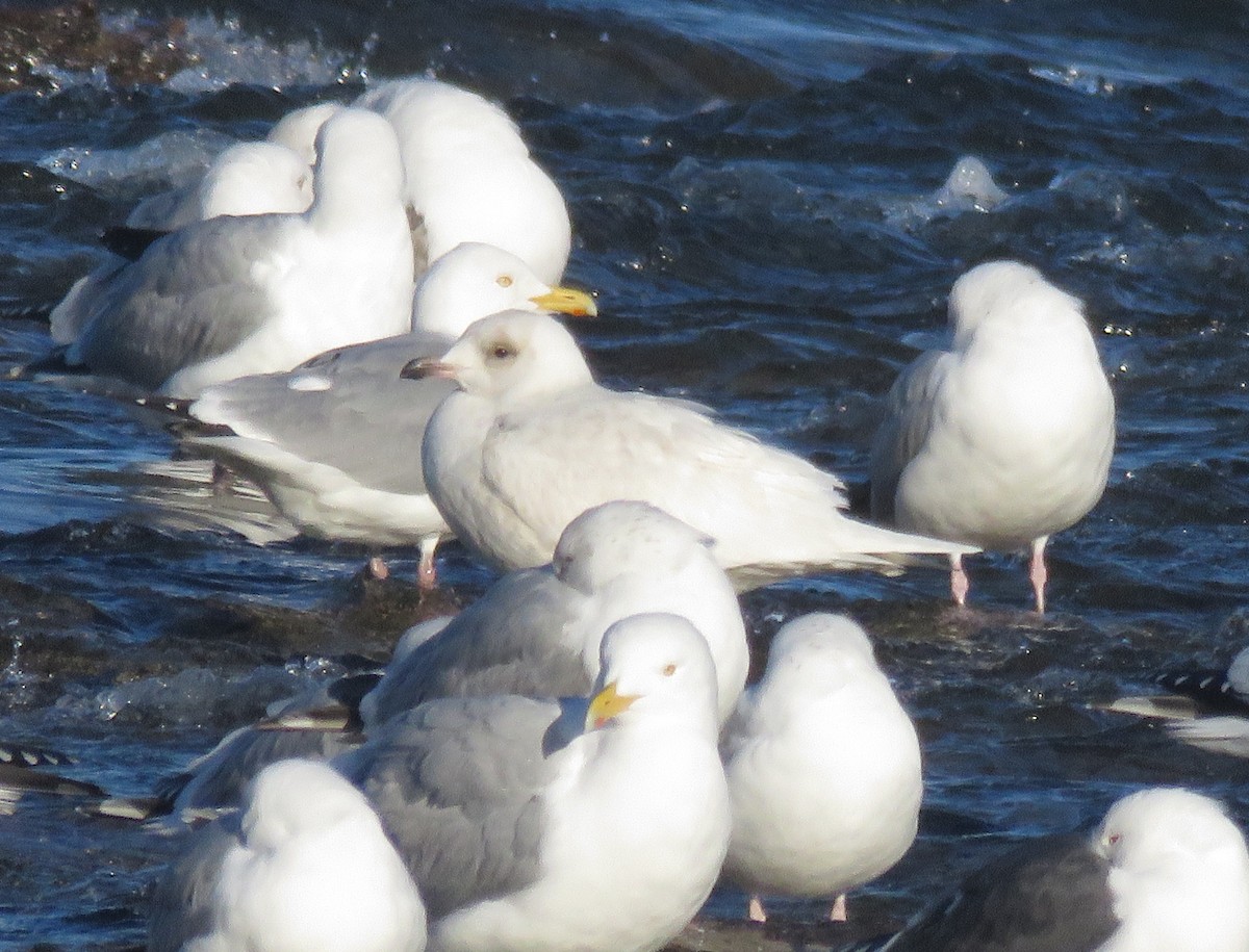 Iceland Gull - ML90564931