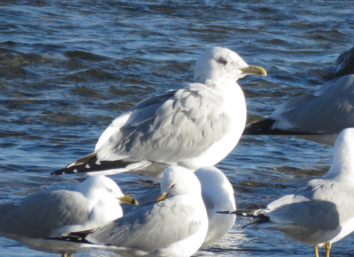 Gaviota Argéntea - ML90564951