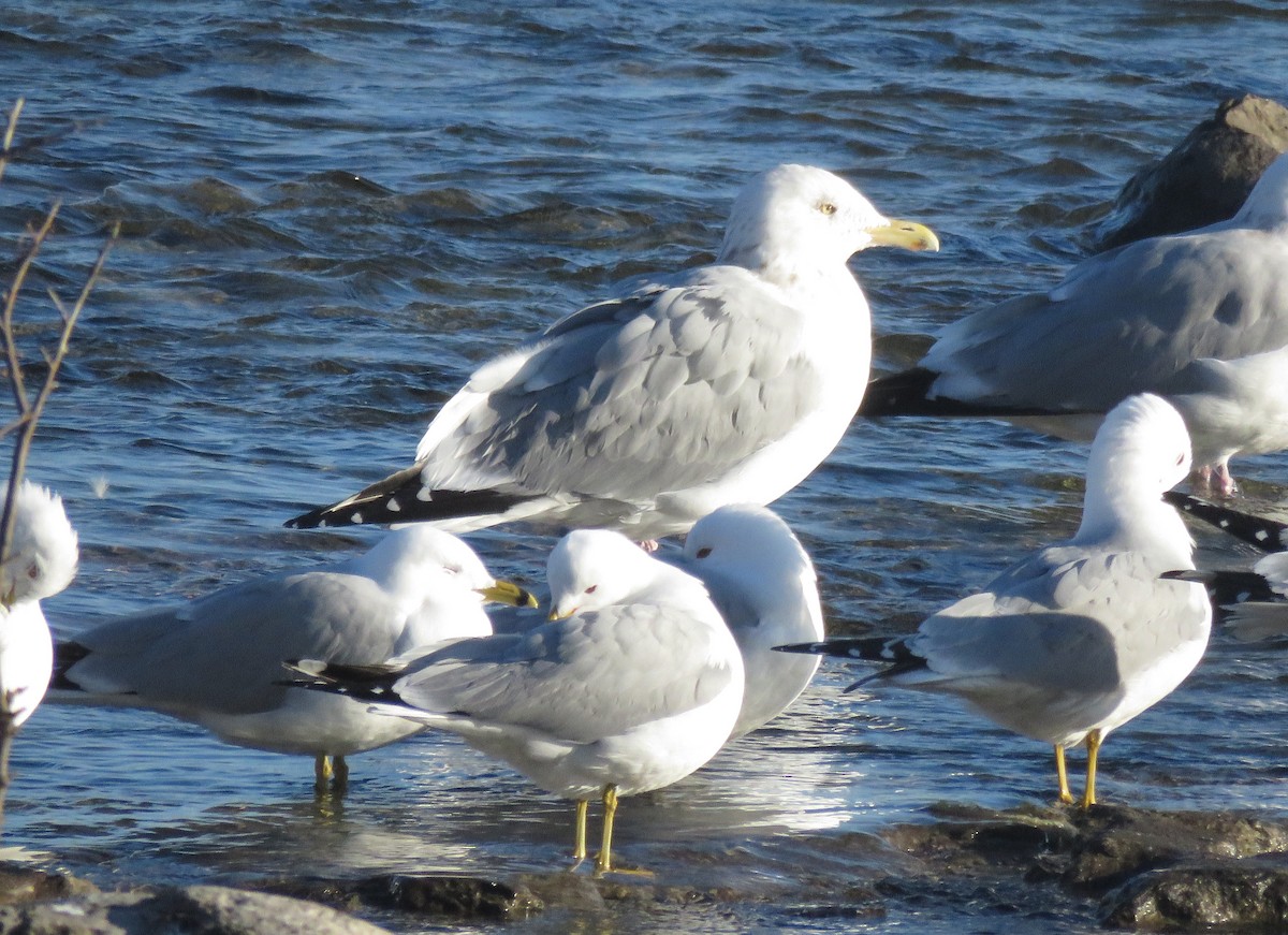 Herring Gull - ML90564961